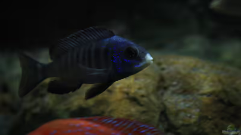 Placidochromis phenochilus Mdoka white lips von skipper1202 (45)