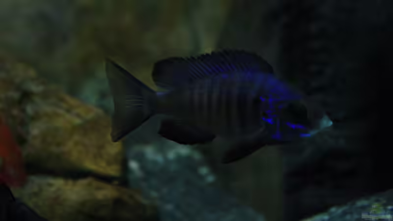 Placidochromis phenochilus Mdoka white lips von skipper1202 (53)