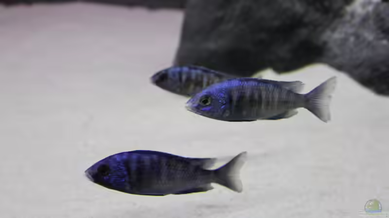 Placidochromis phenochilus mdoka ´white lips von Vision112 (34)