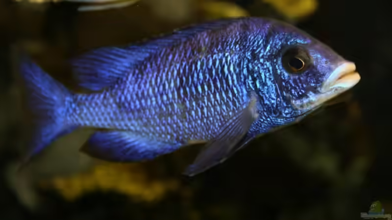 Placidochromis phenochilus mloto von Thomas Szöts (12)