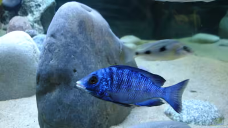 Placidochromis phenochilus real Mdoka von Renè Rupf (38)