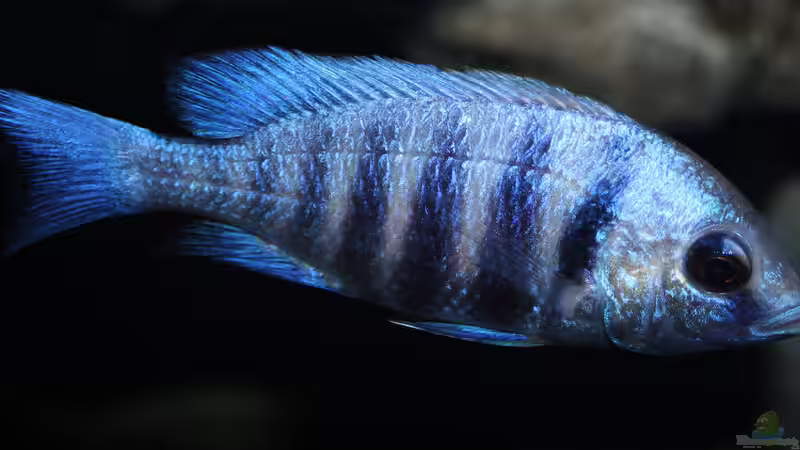 Placidochromis phenochilus tansania (Männchen) von Florian Bandhauer (77)