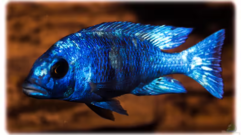 Placidochromis phenochilus ´tanzania´ [lupingu] von AjakAndi (27)