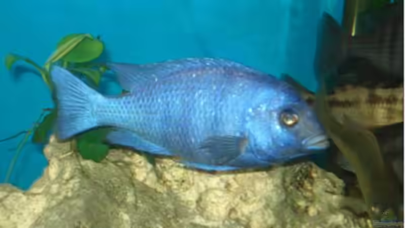 Placidochromis Phenochilus Tanzania F1 von Dennis Kaiser (26)
