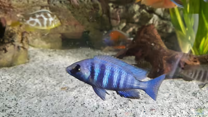 Placidochromis Phenochilus Tanzania männchen F1, 1/3 von Thomas u. Gabriele P. (60)