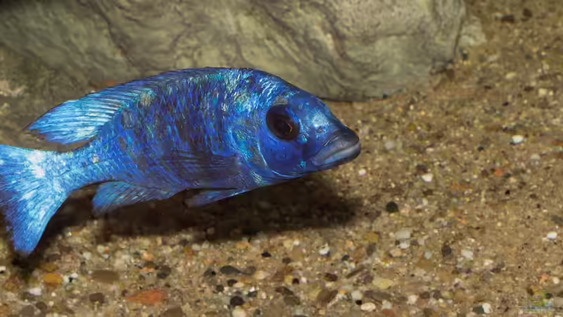 Placidochromis phenochilus ´Tanzania´ von AjakAndi (72)
