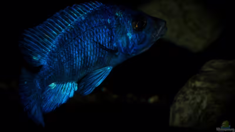 Placidochromis phenochilus Tanzania von AjakAndi (84)