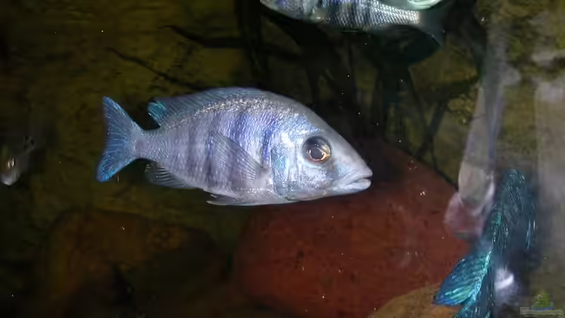 Placidochromis phenochilus Tanzania von Lars Joergens (5)