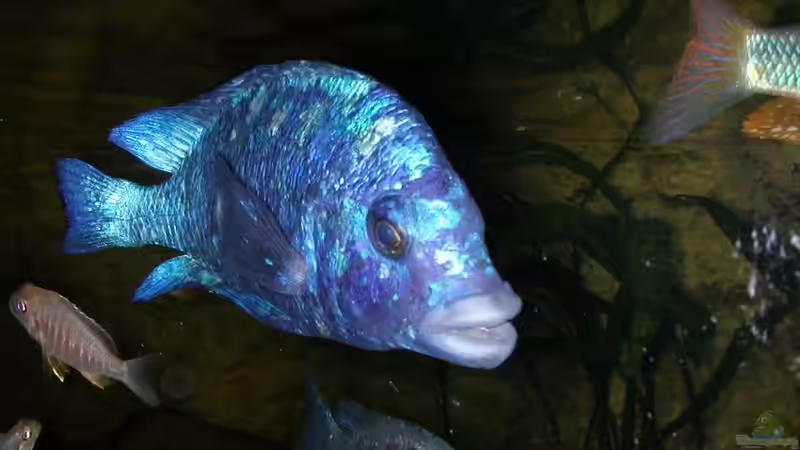 Placidochromis phenochilus Tanzania von Lars Joergens (6)