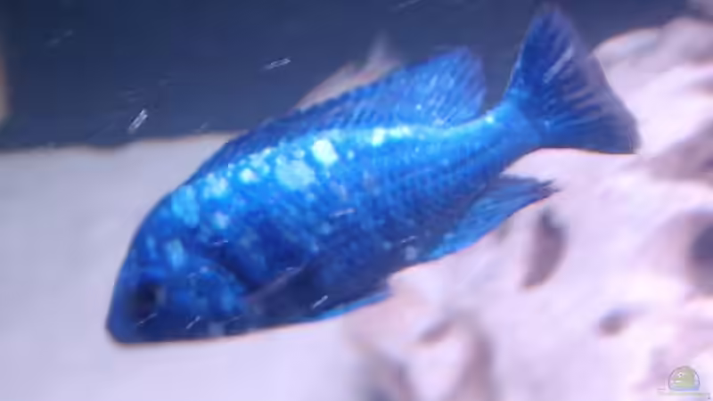 Placidochromis Phenochilus von Thomas Lapper (7)