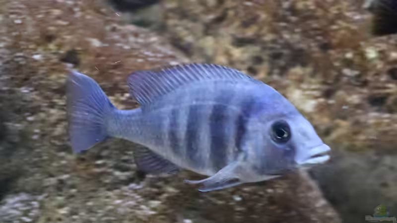 Placidochromis phenochilus w von Tom (23)