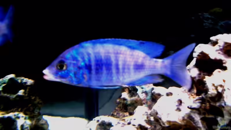 Placidochromis - Infos zur Gattung (Einrichtungsbeispiele für Placidochromis-Arten)
