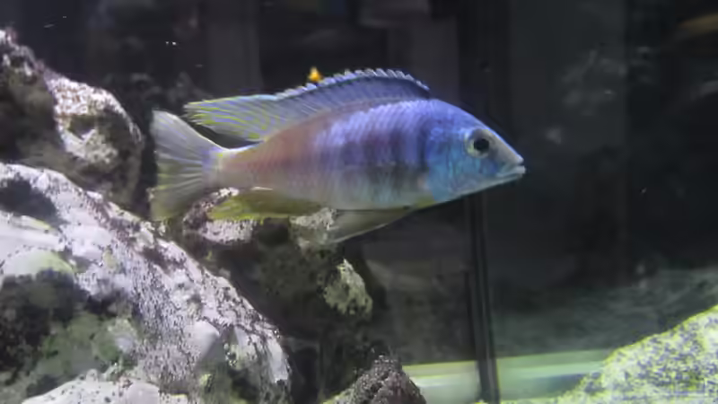 placidochromis sp. ´electra blue´  von Dunzi (8)