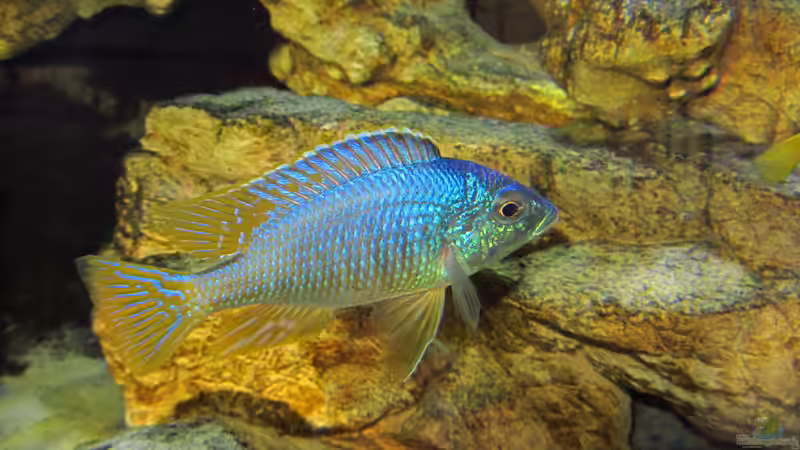 Placidochromis sp. jalo 01.07.2014 von Steffen G (39)