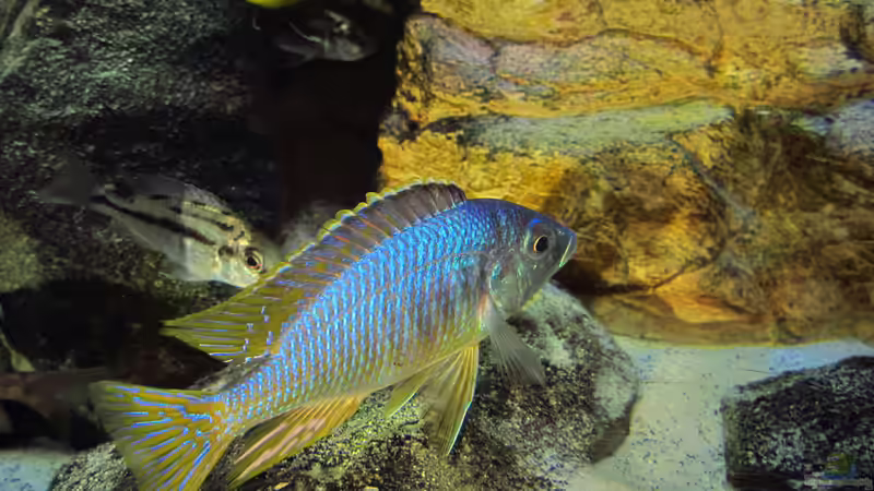 Einrichtungsbeispiele für Placidochromis jalo reef