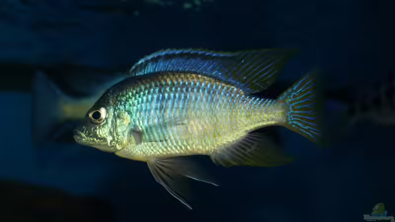 Einrichtungsbeispiele für Placidochromis jalo reef