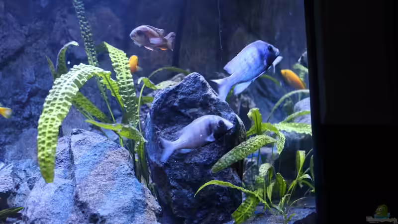 Placidochromis sp. phenochilus Gisseli Gome von chR576 (32)