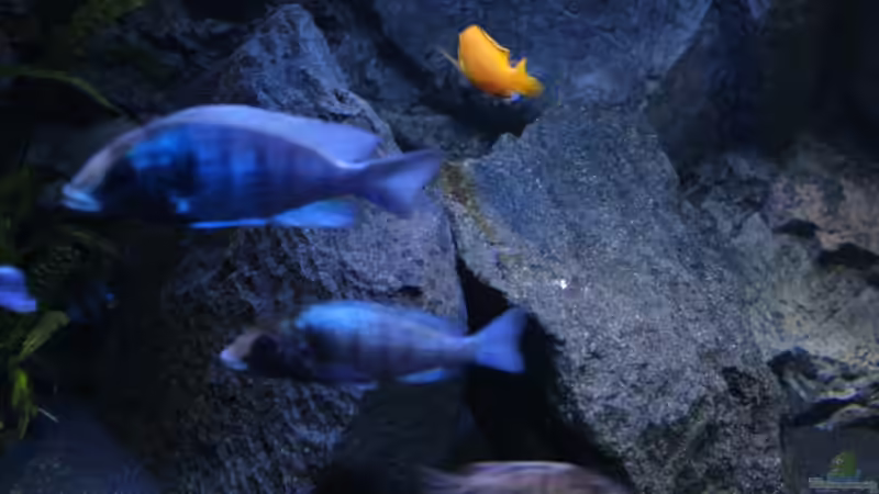 Placidochromis sp. phenochilus Gisseli Gome von chR576 (33)