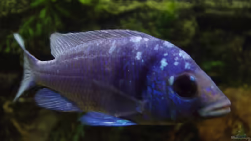 Placidochromis sp. Phenochilus Tanzania - Männchen von Baresi (16)
