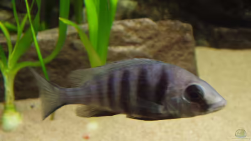 Placidochromis sp. Phenochilus Tanzania - Weibchen von Baresi (17)