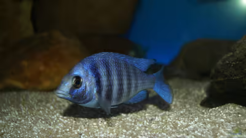Placidochromis sp. ´phenochilus tanzania´ female von Oeli (105)