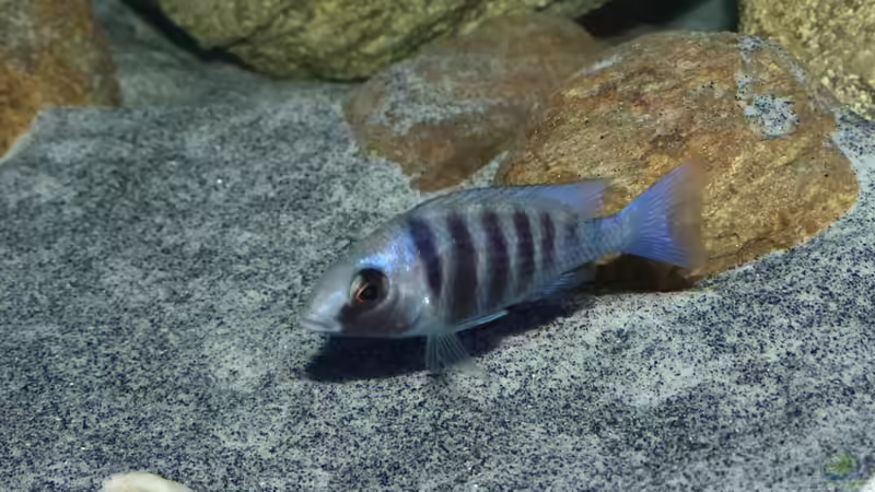 Placidochromis sp. ´phenochilus tanzania´ lupingo Dame von Okrim (37)