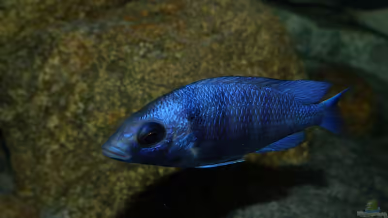 Placidochromis sp. ´phenochilus tanzania´ lupingo von Okrim (34)