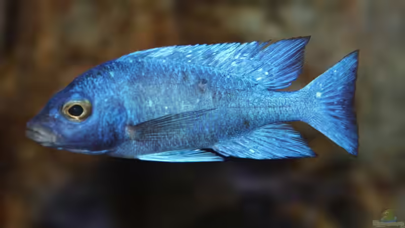 Placidochromis sp. ´phenochilus tanzania´ lupingu Männchen von Sebastian O. (51)