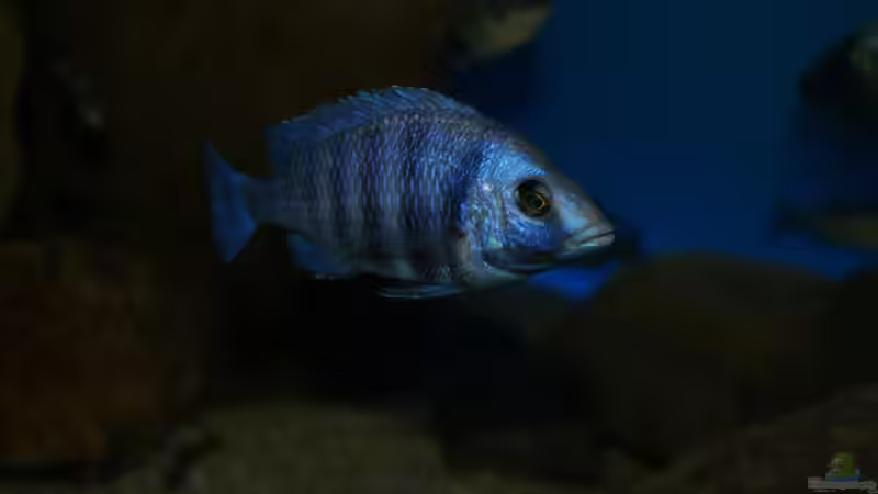 Placidochromis sp. ´phenochilus tanzania´ male von Oeli (101)