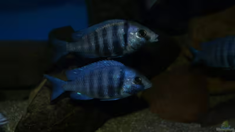 Placidochromis sp. ´phenochilus tanzania´ von Oeli (100)