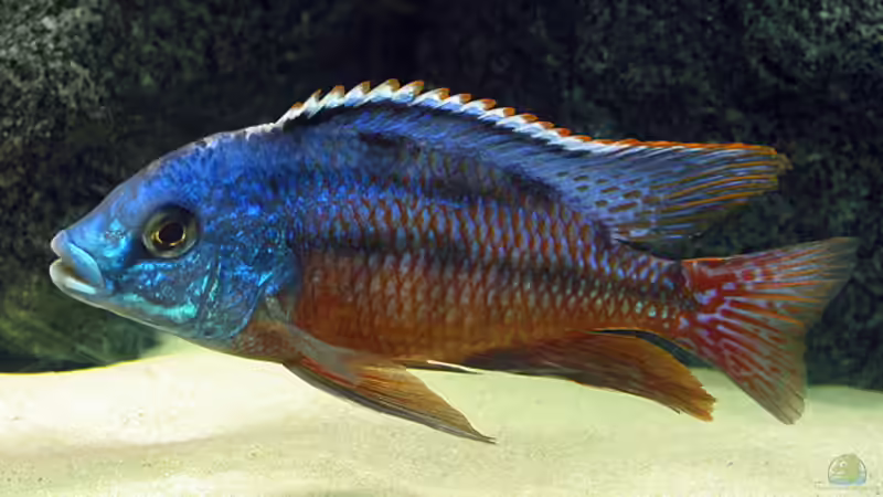 Placidochromis taeniolatus m. von Schlock (15)