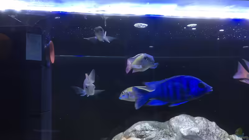 Placidochromis und Lethrinops (bild von ???ferienadresse??? ????) von Albert (11)