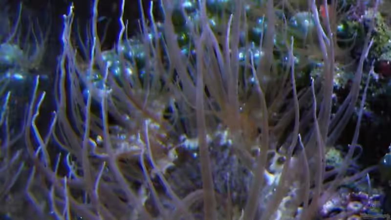 Plagegeister mal anders ;) von Putorius Furo (5)