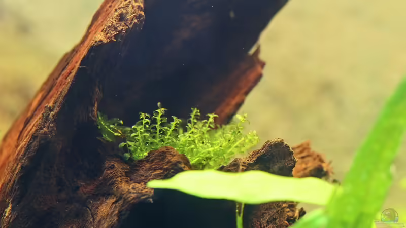 Plagiomnium cf. affine / Perlenmoos (auf Wurzel) von Dirk F. (11)