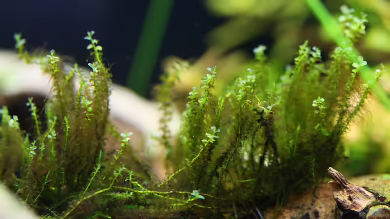 Plagiomnium cf. affine von Dirk F. (6)