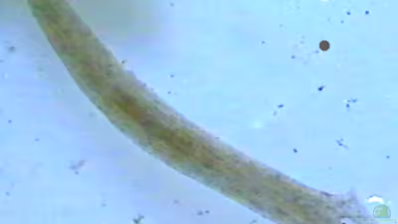 Planarien, Hydras und Grindalwürmer, ungeliebte Plagegeister.