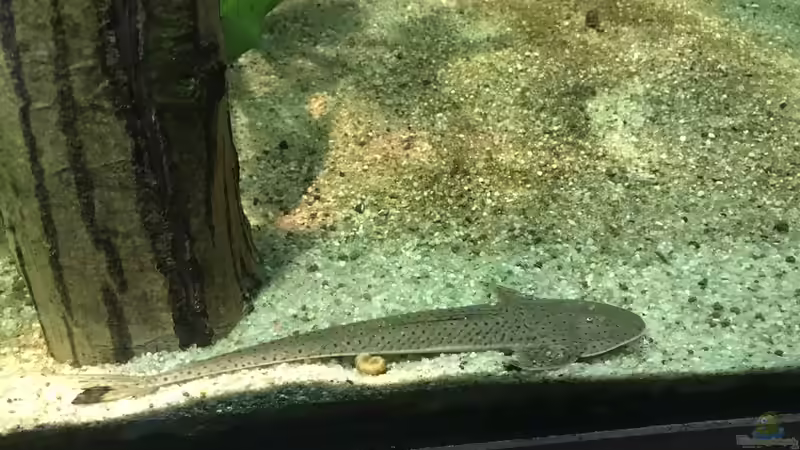 Planiloricaria cryptodon  von JonnyGranato (24)