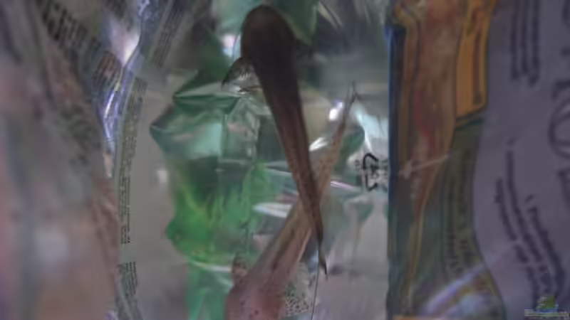 Planiloricaria Cryptodon (Pärchen???) von Robert Kolovrat (22)