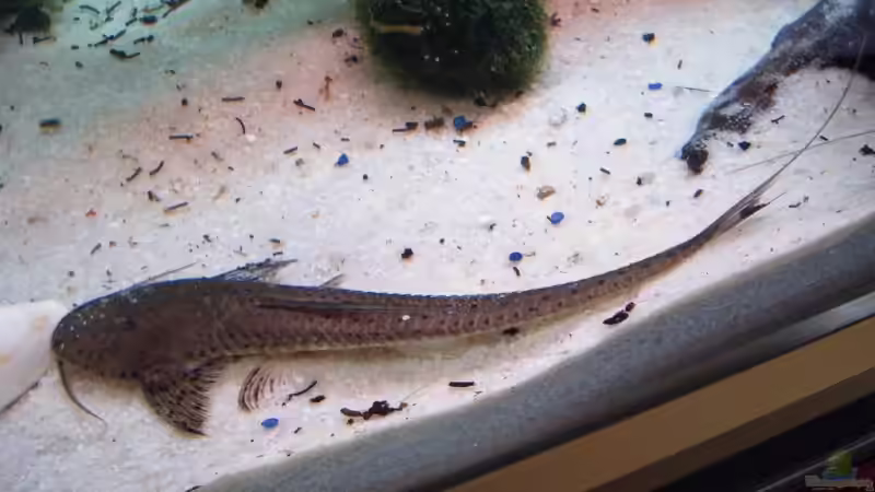 Planiloricaria Cryptodon von Robert Kolovrat (23)