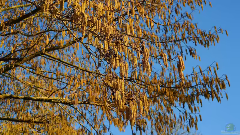 Plankton - Nicht nur im Wasser