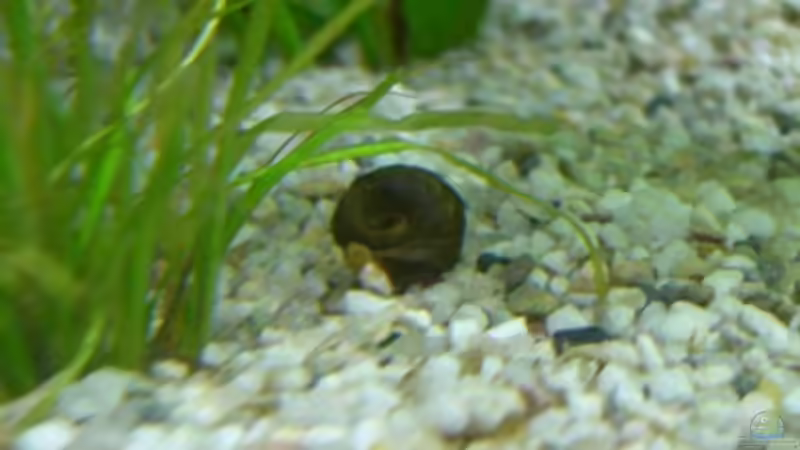 Planorbarius corneus im Aquarium oder Teich halten (Einrichtungsbeispiele für Posthornschnecken)