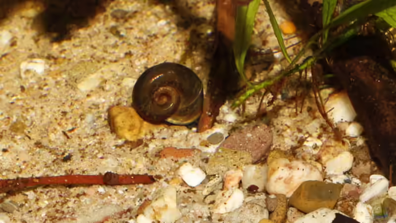 Planorbarius corneus  von AjakAndi (42)