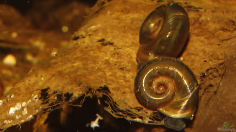 Planorbarius corneus  von AjakAndi (43)