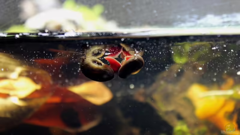 Planorbarius corneus[ von lomarraco (123)