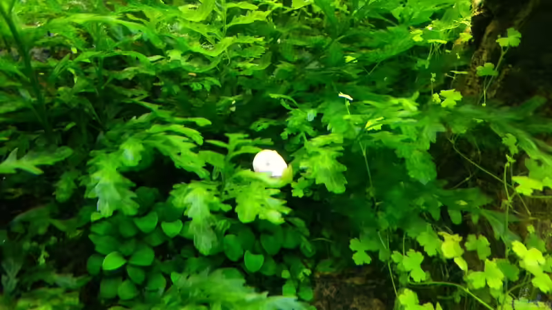 Planorbarius corneus (Rosa Posthornschnecke) von Marcel Reiter (31)