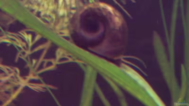 Planorbarius corneus von Sven Pohlner (14)