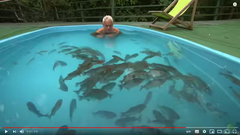 Planschen mit Piranhas - Kann das gutgehen?