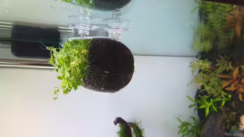 Plant Pod mit Hydrocotyle tripartita von Tobi2013 (33)