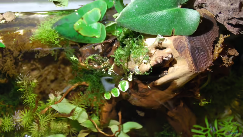 Plantes en cultiu emergit (dreta). Sobre arrels vermelles von lomarraco (23)