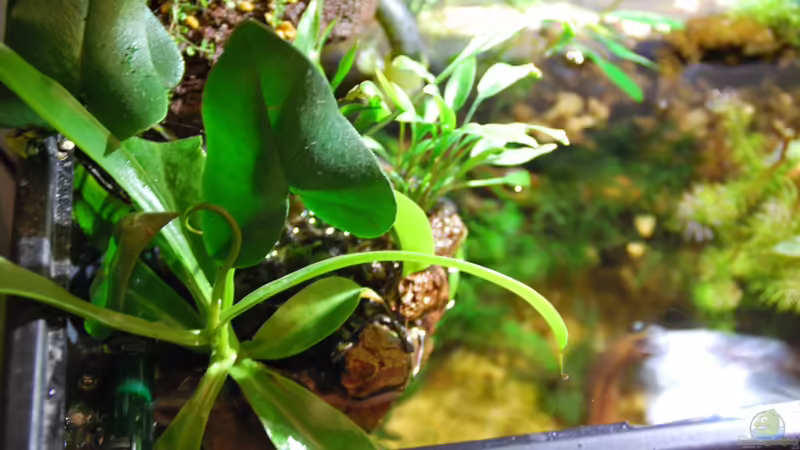 Plantes en cultiu emergit (esquerra), sobre pedra volcanica von lomarraco (22)